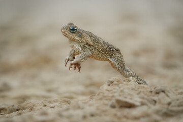 Jumping cane toad (Rhinella marina), also known as the giant neotropical toad or marine toad, is a large, terrestrial true toad native to South and mainland Central America