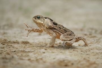 The cane toad (Rhinella marina), also known as the giant neotropical toad or marine toad, is a large, terrestrial true toad native to South and mainland Central America