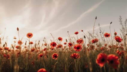 Field of Poppies Under a Cloudy Sky at Sunset.