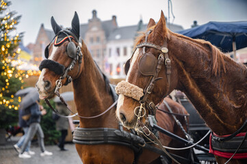 Obraz premium Horse-Drawn Carriage in Bruges