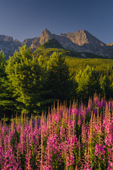 Fototapety na wymiar - Fototapeta24.pl