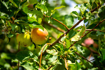 Harvest of apples on a plantation in the garden. Fruit trees with apples. Ripe fruits on the branches of a tree. Gardening in agriculture.