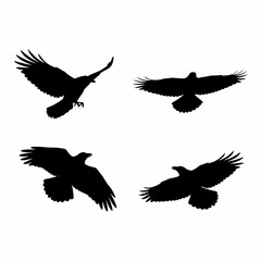 Obraz premium Set of four black bird silhouettes in flight, including eagles and hawks, on a white background, symbolizing freedom and power.