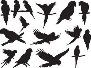 Obraz premium Conure Parrot Silhouette