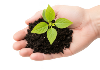 Small green seedling plant growing in dark soil held carefully in an open human hand, isolated on transparent background