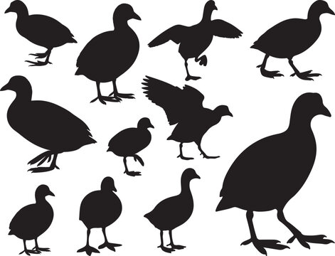 Coot Bird Silhouette