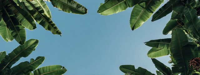 Naklejka premium Leaf banana frame jungle background tropical green leaves tree white abstract backgrounds. Text leaf banana frame isolated border sun floral design invitation japan life vintage watercolor forest teak