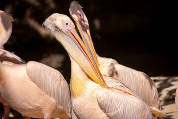 Pink pelecans perch on a rocky coastline. A close-up of a flock of pink pelicans. Waterfowl at their nesting site.