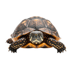 Obraz premium Tortoise Showing Its Unique Shell Patterns Under Bright Light in a Studio Setting