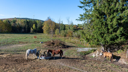 Beautiful horses in a Quebec ranch