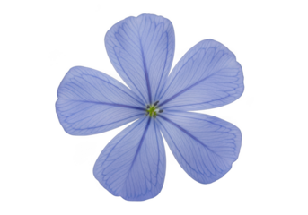 Closeup of a single, delicate, fivepetaled light blue plumbago flower isolated on transparent background