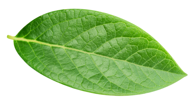 Blueberry leaves isolated on transparent background. Leaves PNG