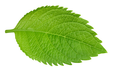 Leaf macro studio photo. Exotic leaves isolated transparent PNG