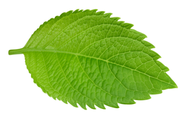 Leaf macro studio photo. Exotic leaves isolated transparent PNG