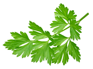 Bunch of parsley isolated on transparent. Fresh organic leaf parsley. Bunch parsley with PNG