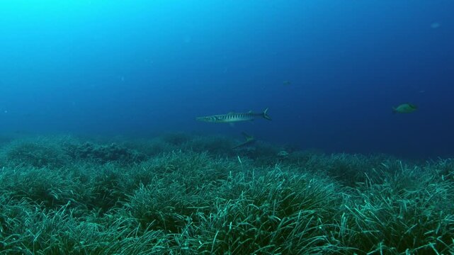 Several amberjack swimms over a posidonia seaweed field