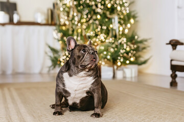 French bulldog in a festive living room with Christmas lights and holiday decor.