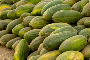 A juicy Asian melon. A harvest of ripe melons lies in a large pile in a field in the sunset light. A close-up of many melons.