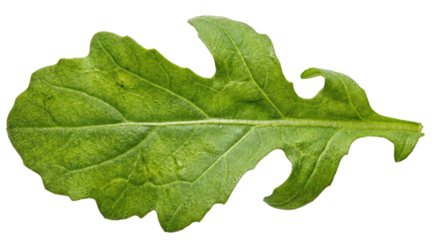 Arugula Leaf Detail: A close-up shot of a vibrant arugula leaf, revealing intricate textures and patterns. the freshness, showcasing the plant's natural beauty and culinary potential.