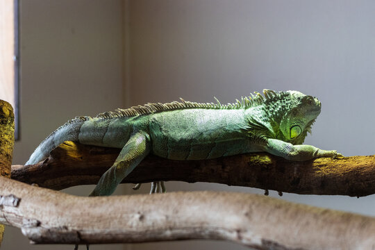 Iguane vert
