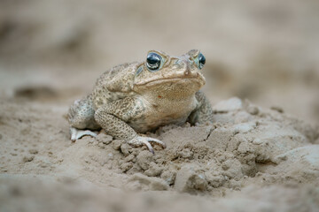 The cane toad (Rhinella marina), also known as the giant neotropical toad or marine toad, is a large, terrestrial true toad native to South and mainland Central America