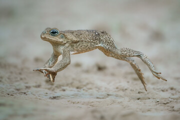 Jumping cane toad (Rhinella marina), also known as the giant neotropical toad or marine toad, is a large, terrestrial true toad native to South and mainland Central America