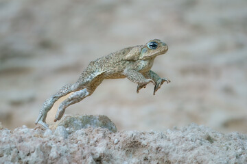 Jumping cane toad (Rhinella marina), also known as the giant neotropical toad or marine toad, is a large, terrestrial true toad native to South and mainland Central America