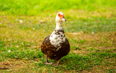 A close-up of a red-headed goose. Geese and ducks stroll across the grass in a green pasture meadow. The village is home to livestock farming and agriculture.