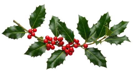 Holiday Holly: A close-up shot of a holly branch with vibrant red berries. The glossy green leaves and bright red berries are a symbol of joy and abundance.
