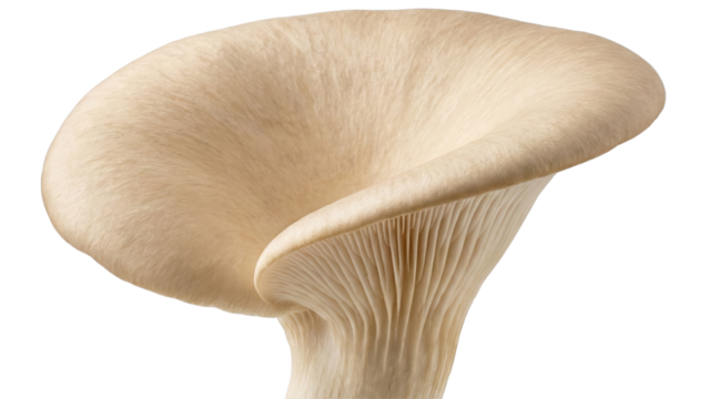 Oyster Mushroom: A close-up view of an oyster mushroom. Showcasing the unique textures and subtle hues. Ideal for culinary and botanical projects.