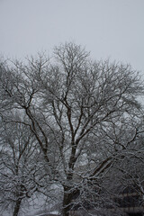 Snow covered tree in winter
