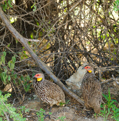 Yellow-necked Spurfowl (Francolinus leucoscepus) in Lake Manyara national Park