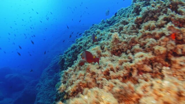 Red parrot fish (Sparisoma cretense) Scuba diving in Majorca