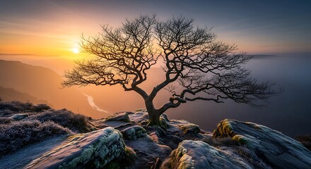 Solitary bare tree silhouetted against a vibrant sunset on a rocky cliff overlooking the ocean
