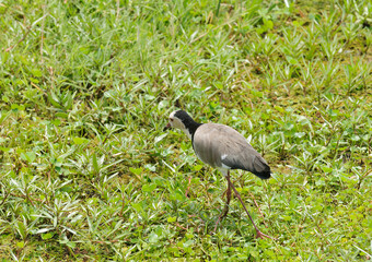 Long-Toed Lapwing, (vanellus crassirostris), also known as the Long-toed Plover