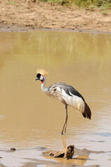 Obraz premium Crowned Crane - Balearica regulorum