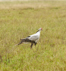 Secretary Bird - Sagittarius serpentarius