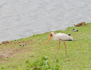 Saddle-billed stork (Mycteria ibis) in Ngorongoro National Park