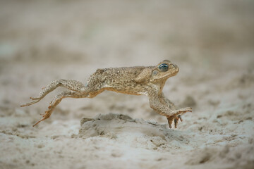 Jumping cane toad (Rhinella marina), also known as the giant neotropical toad or marine toad, is a large, terrestrial true toad native to South and mainland Central America
