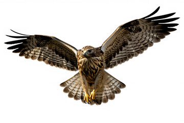 Majestic bird of prey soaring with wings spread wide against a white background