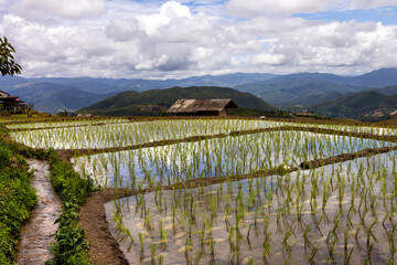 Pa Bong Piang Rice Terraces in North Thailand