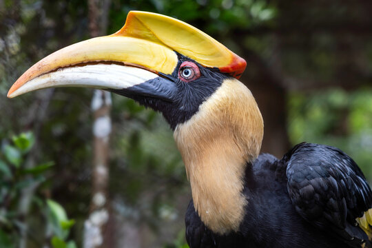 Hornbill bird