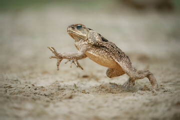 The cane toad (Rhinella marina), also known as the giant neotropical toad or marine toad, is a large, terrestrial true toad native to South and mainland Central America