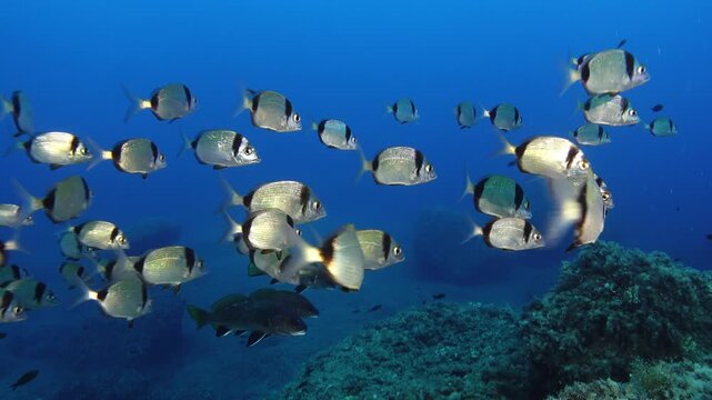 Two banded bream and brown meagre fishes in blue sea water