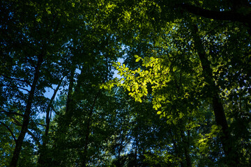 Fototapeta premium Green trees in the forest, Bialowieza Forest, Poland
