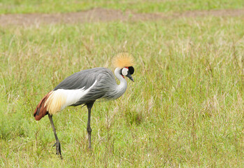 Grey crowned Crane (Balearica regulorum)