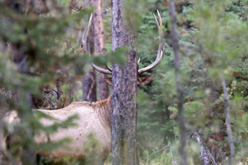 Bull Elk in Autumn in Grand Teton National Park Wyoming
