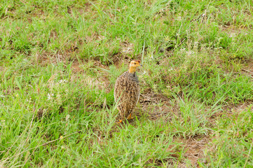 Yellow-throated sandgrouse (Pterocles gutturalis)