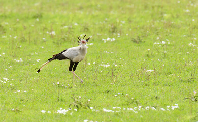 Secretarybird (Sagittarius serpentarius) in Tarangire National Park