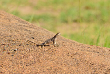 Closeup of a female Agama lizard (scientific name: Agama agama or 